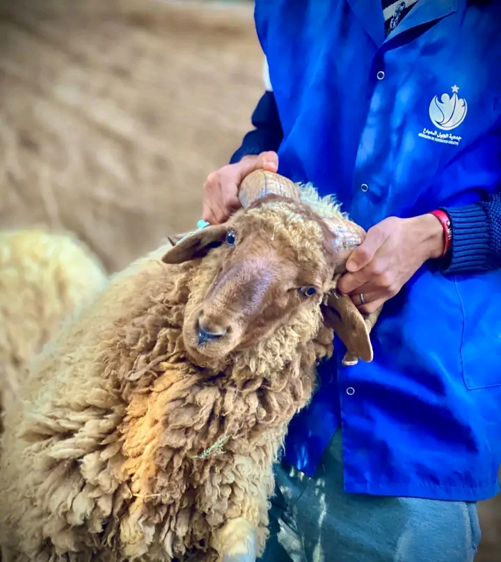 أضحية العيد